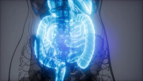 3d-illustration-of-human-digestive-system-parts-and-functions